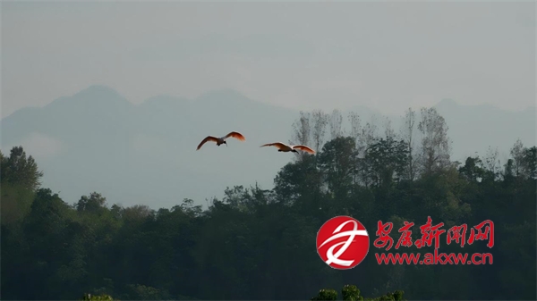 ���������q����˫�����