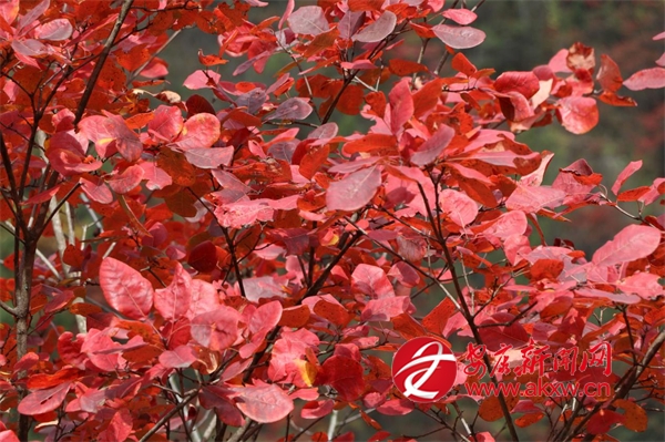 ��Լ�����ͺ�Ҷ