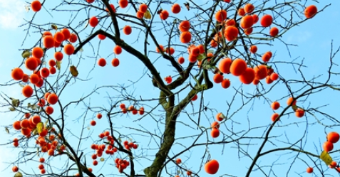 ���Ӻ���