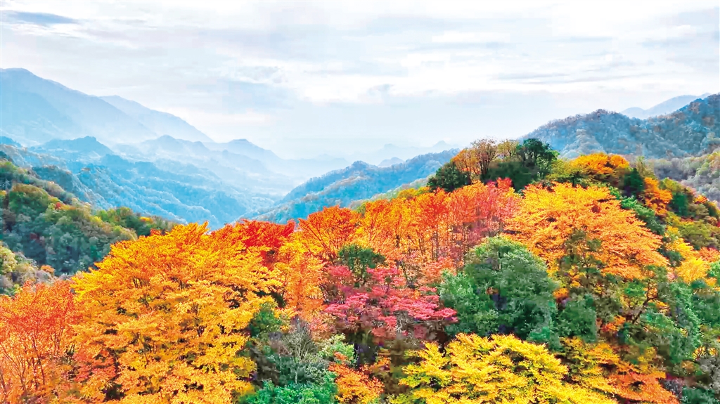 ��ɽ��Ҷ��ϼ�ƻ�