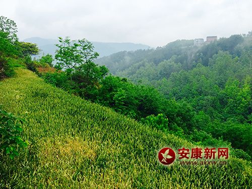 ɽ������������