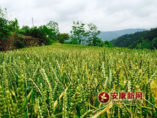 ϣ����ɽ��