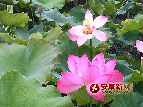 ��Ҷ����