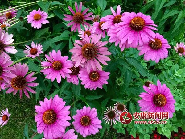 ���������Ҹ���