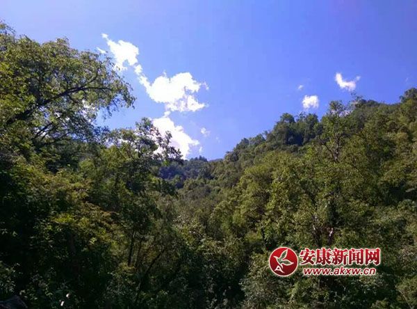 �����µ�ɭ��