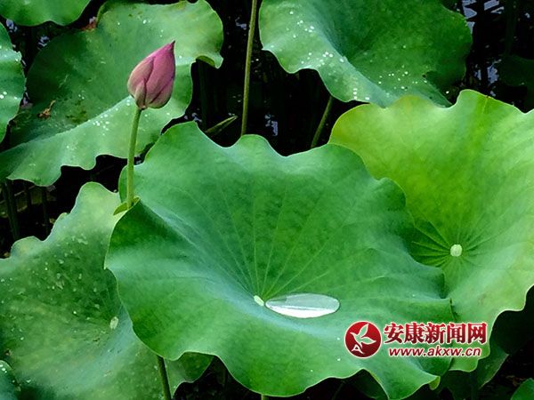 ��ױ̨����ƽ�����õ��ɻ��ؾ�