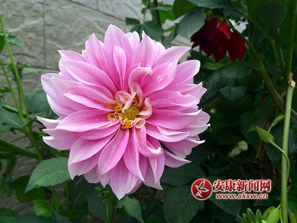 ũ����ǰһ֦��--ƽ��