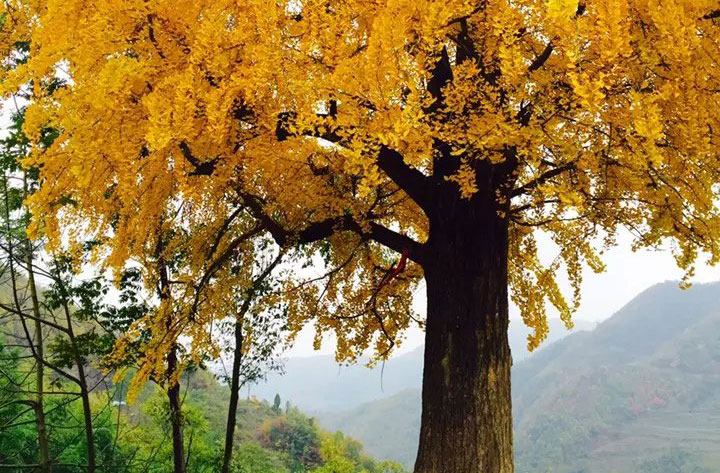 ���ϰ���ʯ����ǧ�������������ͯ��