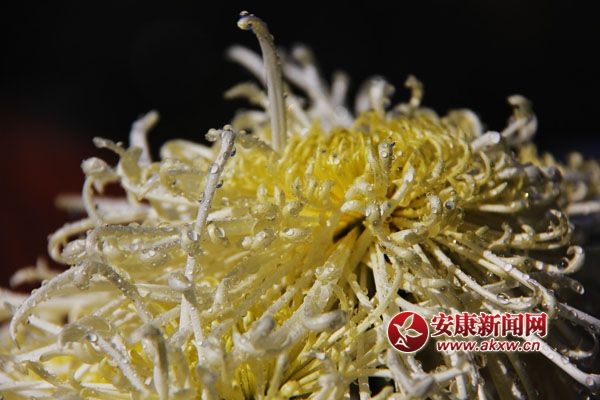 9���ջ���������ʢ�����������磬������Ƣ������ӭ��ŭ�ţ�׿Ȼ����������ٻ�ͬ�ݣ�����ٻ����裬���봺�����٣������ĺ�����