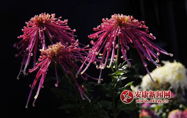 2���ջ�����ɪ����������㣬���е�����ļ��ڶ��˼������������顣��ɫ�ջ����û��Ž��ء����涷�ޣ�����������Ŀ���Ŀ�������