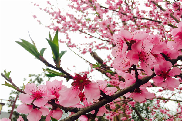 ������԰