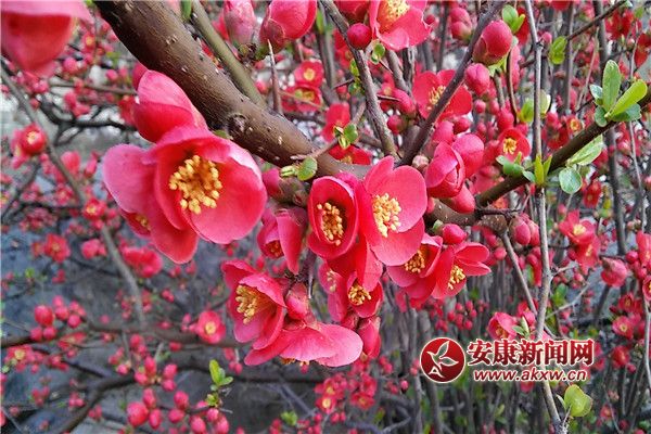 ������᰸�