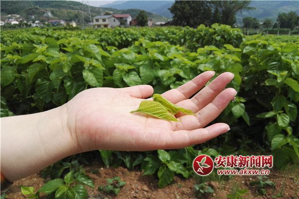 ��̬ʪ���µġ������ӡ�