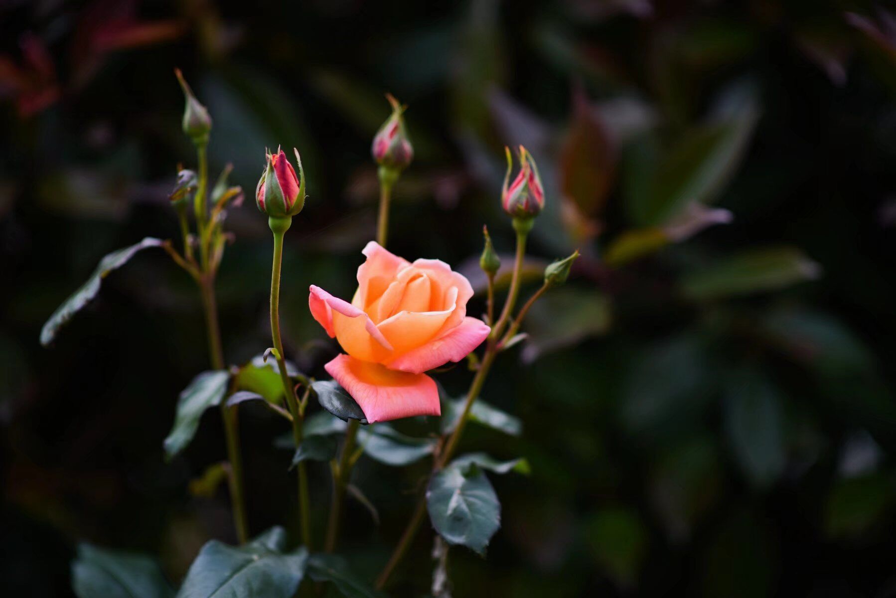 ������֦ͷ