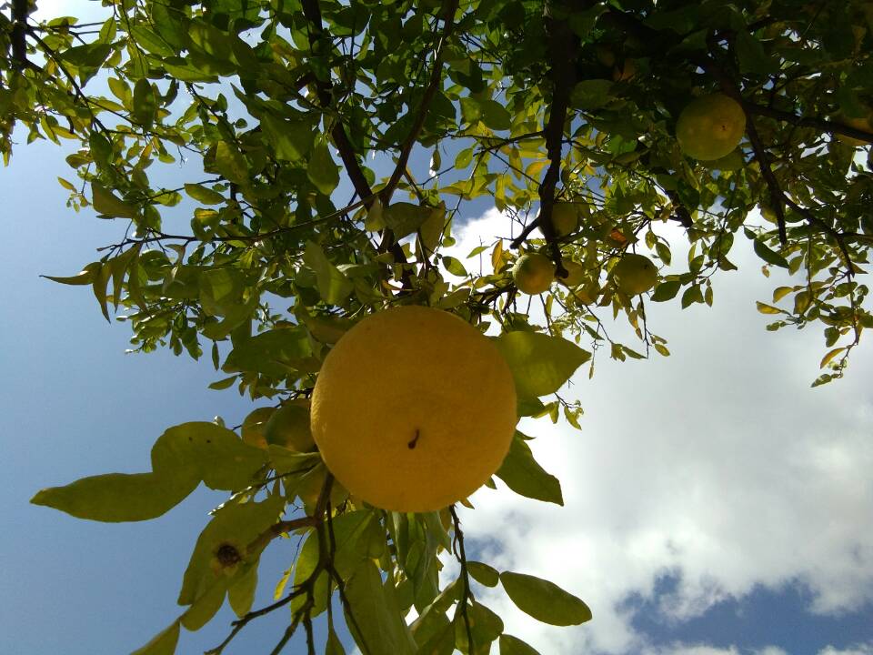 ��� ����