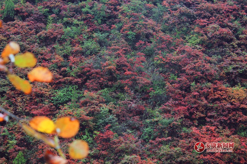 ������Ҷ�ֺ���  ������������