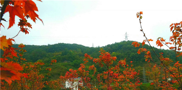 ˪��������   һҶ�ذͺ�