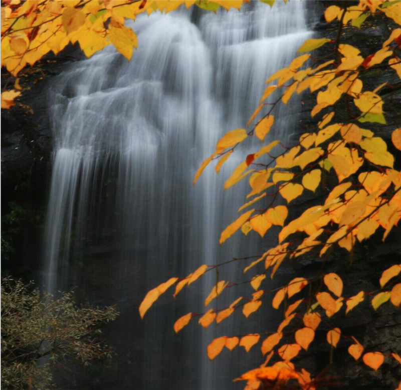 ��Ҷ����