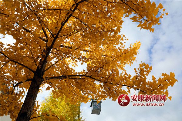 ���������Ũ ���µ���������