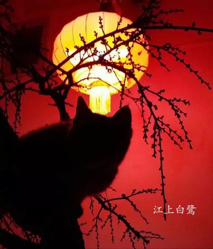 ɽ��ҹȤ����è  ��÷