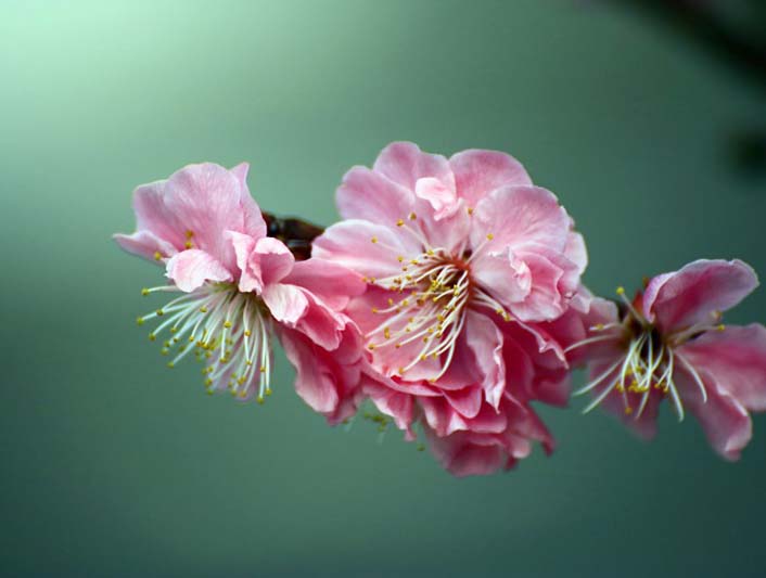 �����԰�ٻ���