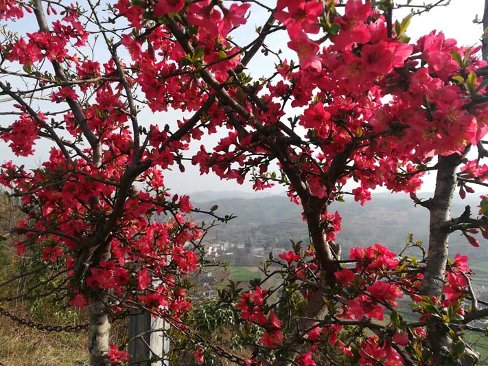 ���ڹ�԰  �Һ�����