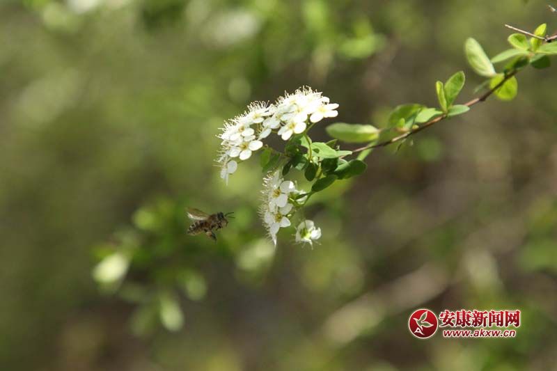 ʯȪ��Ϫ��С��ɫ