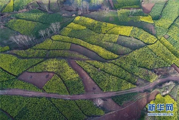 ���ģ�������ɫ�Ͳ˻���