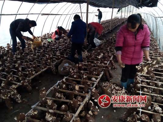 胜利村丰收香菇采摘中 (2).jpg